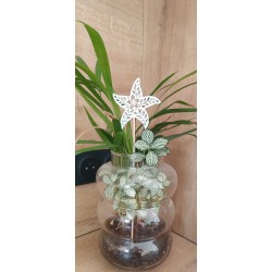 pique étoile de mer