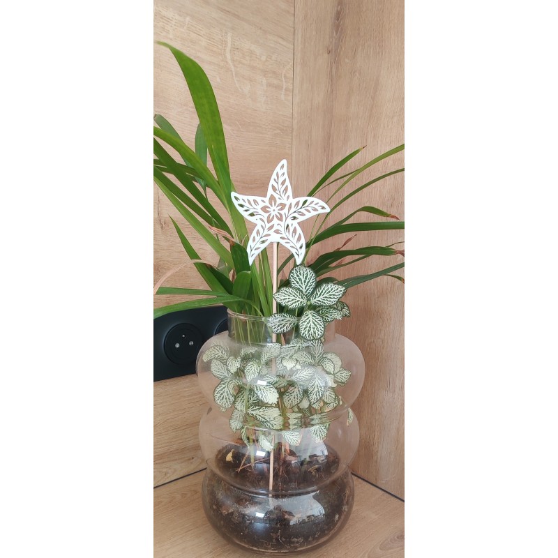 pique étoile de mer