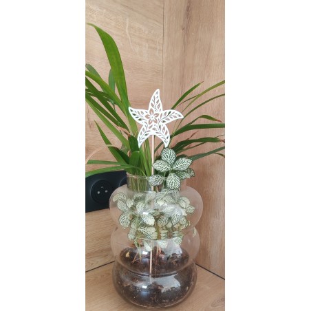 pique étoile de mer