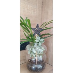 pique étoile de mer